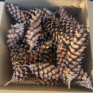 Pinecones Eastern White Pine Cones Fresh Natural for Arts & Crafts Large 10 lot